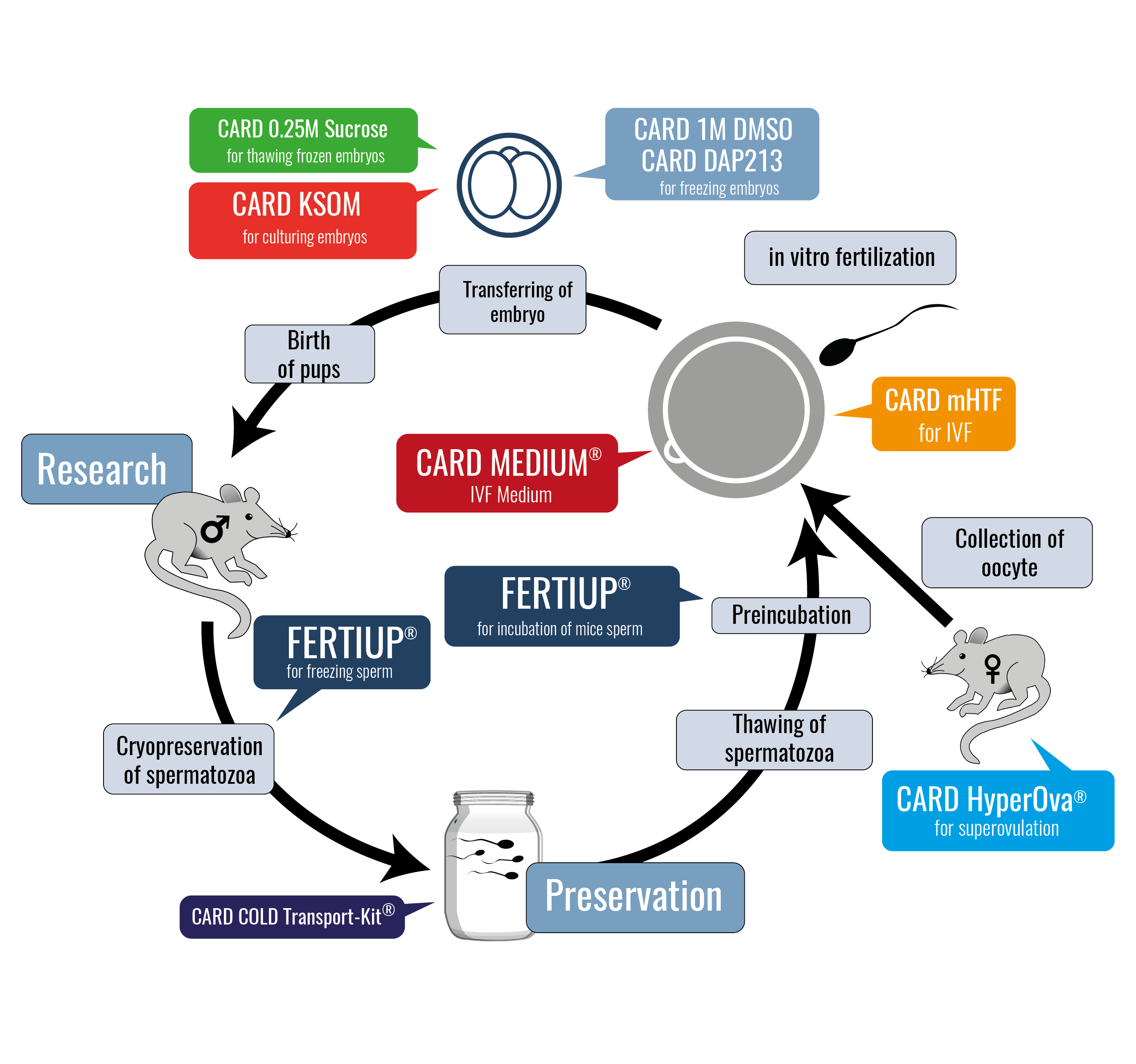 Fig. 1: Lebenszyklus einer Maus bei Nutzung von FERTIUP® und CARD MEDIUM® Fig. 1: Lebenszyklus einer Maus bei Nutzung von FERTIUP® und CARD MEDIUM®